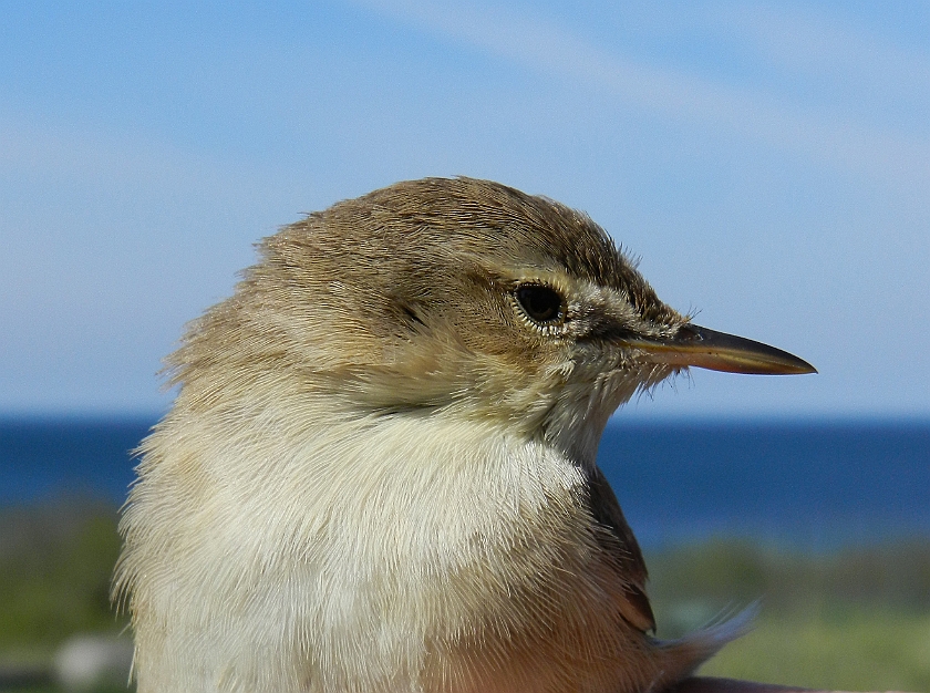 Booted Warbler 